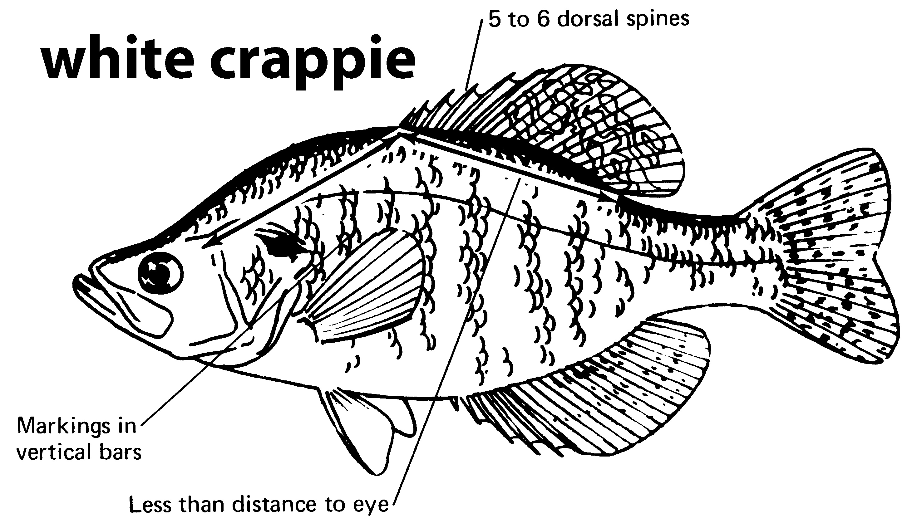 characteristics of a white crappie